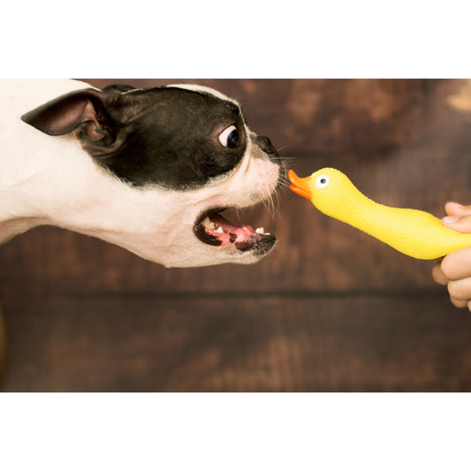 ShipDucky Gift Card